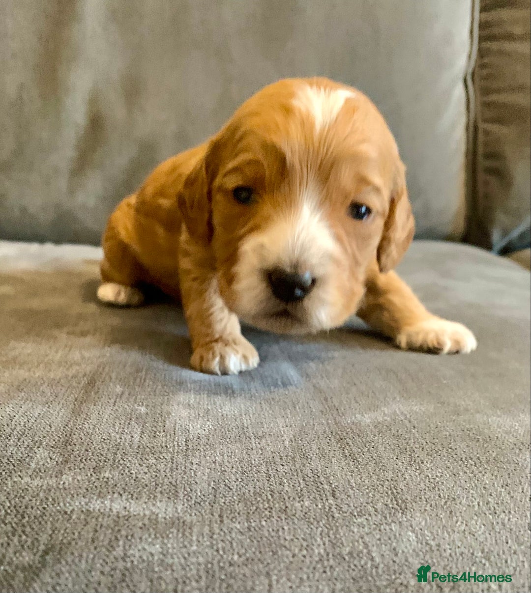 Cockapoo dogs for sale: Cockapoo F1b - Advert 34