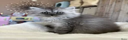 Persian cats for sale: Stunning Cuddly Chinchilla Persian Babies❤️ - Advert 31