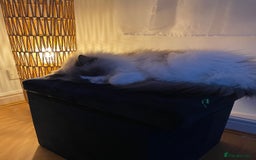 Ragdoll cats for sale: Brother Sister Ragdolls for Rehoming  - Image 9