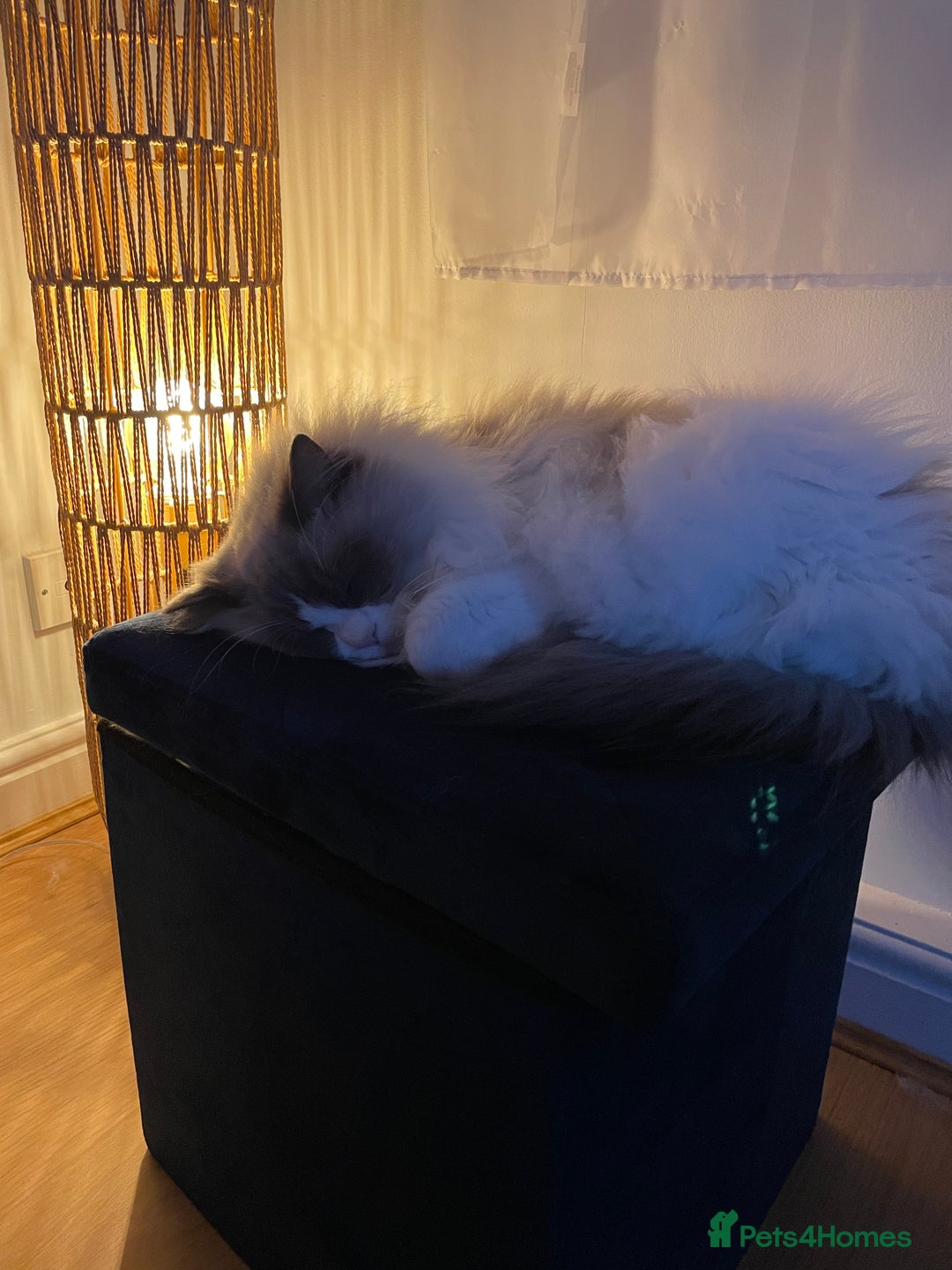 Ragdoll cats for sale: Brother Sister Ragdolls for Rehoming  - Image 9
