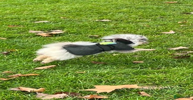 Pomeranian dogs - Advert 13