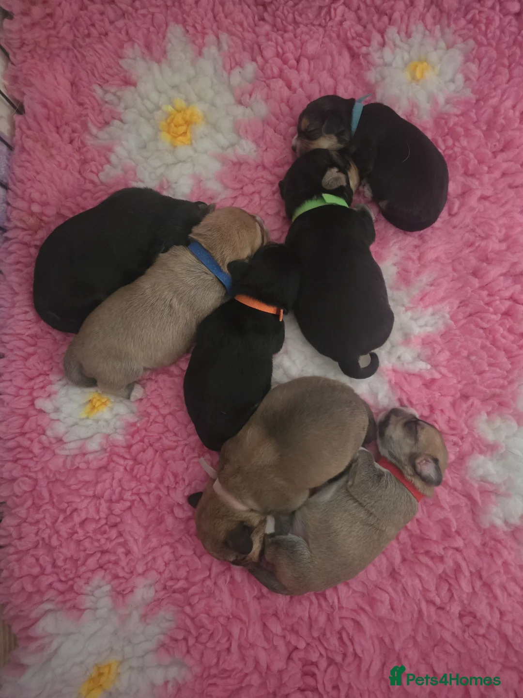 Mixed Breed dogs for sale: Beagle x puppies - Advert 6
