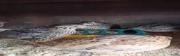 Quail poultry for sale: Courtnix japanese quails  - Advert 2