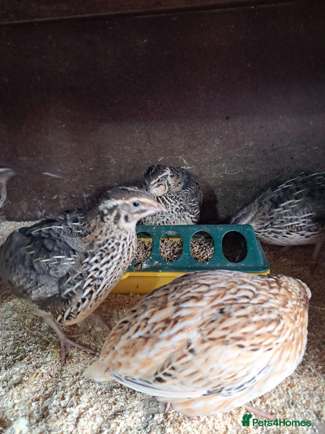 Quail poultry for sale: Courtnix japanese quails  - Advert 2