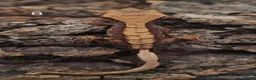 Gecko reptiles for sale: Juvenile Crested Geckos with full Lineage - Advert 24
