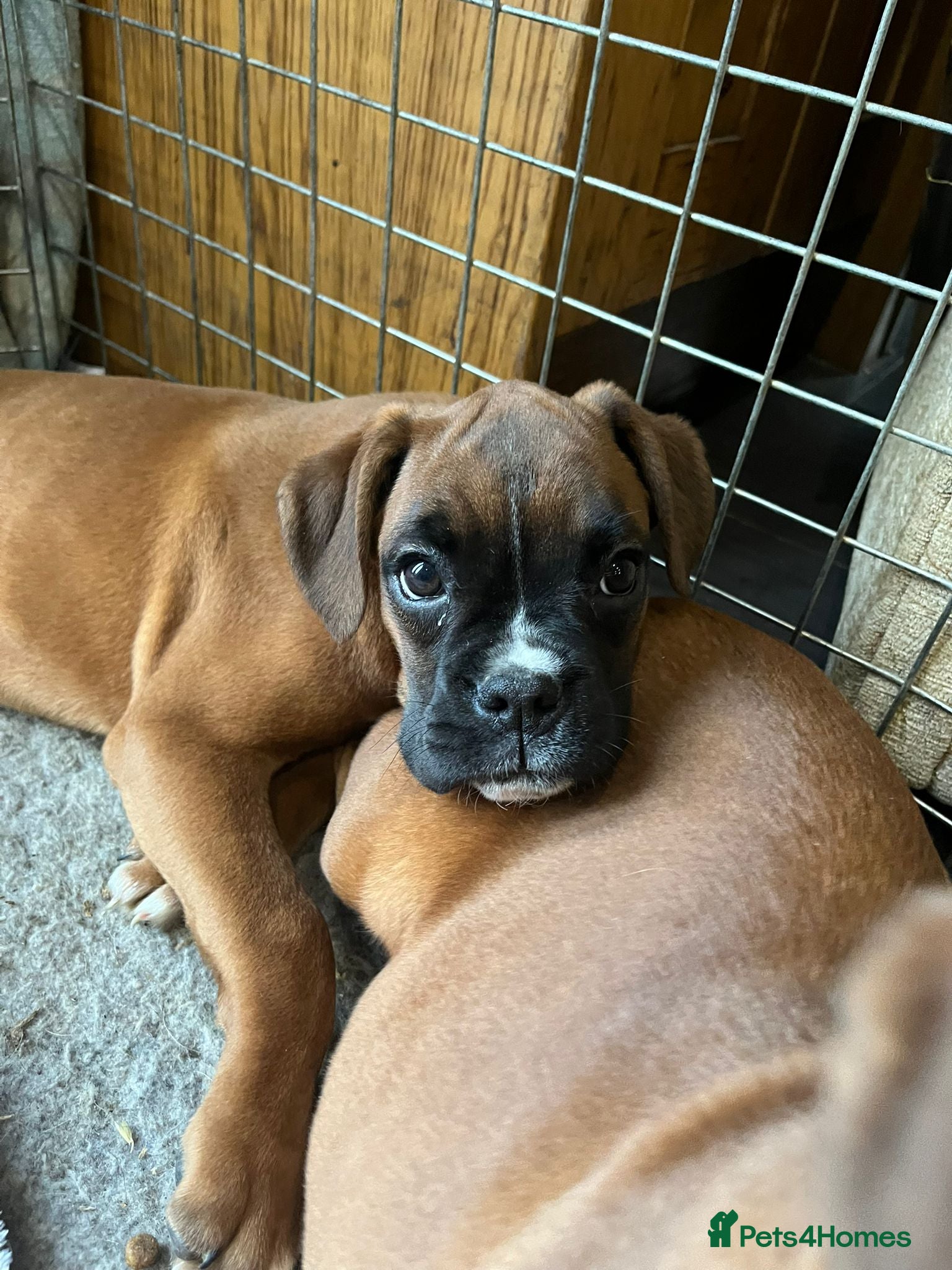 Boxer dogs 🌟KC Registered Boxer Puppies🌟Longtail/Bobtails🌟 - Advert 6
