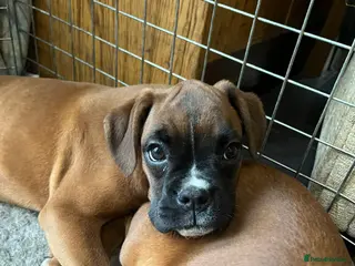 Boxer dogs 🌟KC Registered Boxer Puppies🌟Longtail/Bobtails🌟 - Advert 6