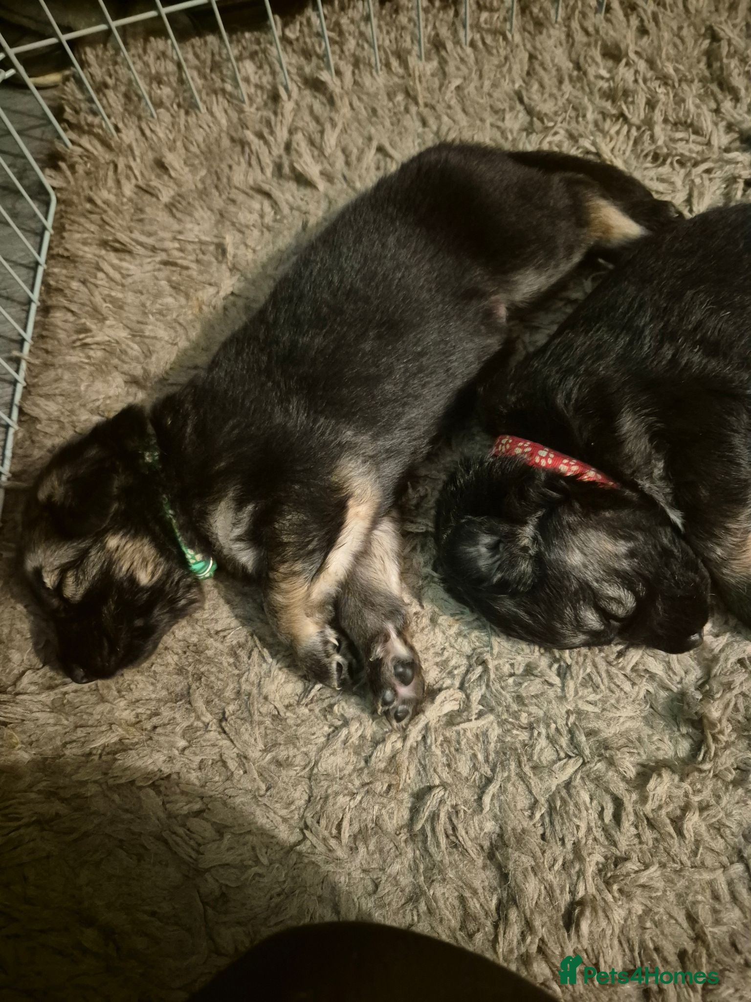 German Shepherd dogs Beautiful German Shepherd Puppies 🐾  - Advert 1
