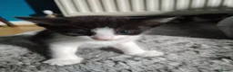 Mixed Breed cats for sale: 4 kitten looking for lovely home  - Advert 14