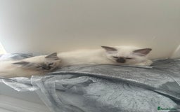 Birman cats for sale: Lovely Birman kittens  - Image 21