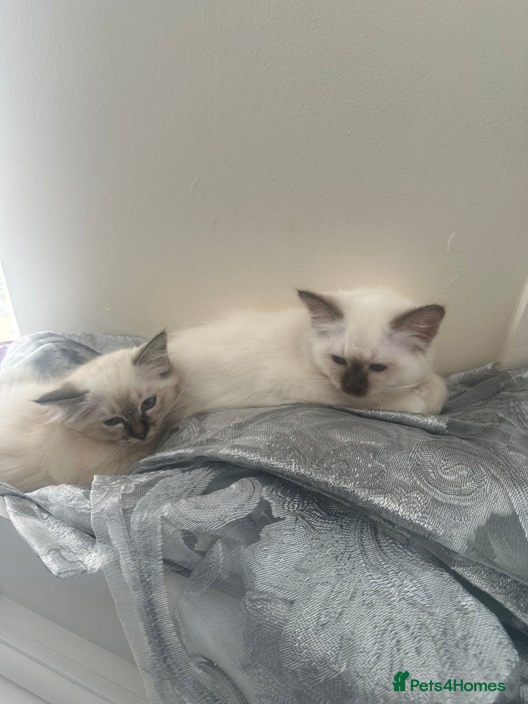 Birman cats for sale: Lovely Birman kittens  - Image 21