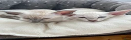 Siamese cats for sale: A litter of 3 beautiful Siamese kittens  - Advert 4