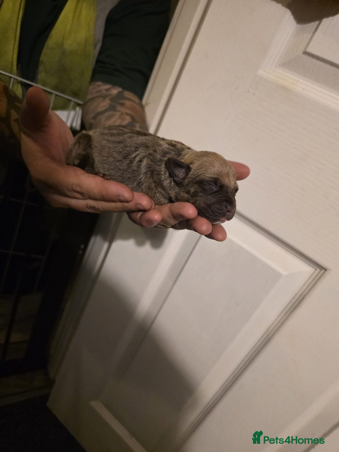 Cane Corso dogs for sale: Cane corso pups - Image 8