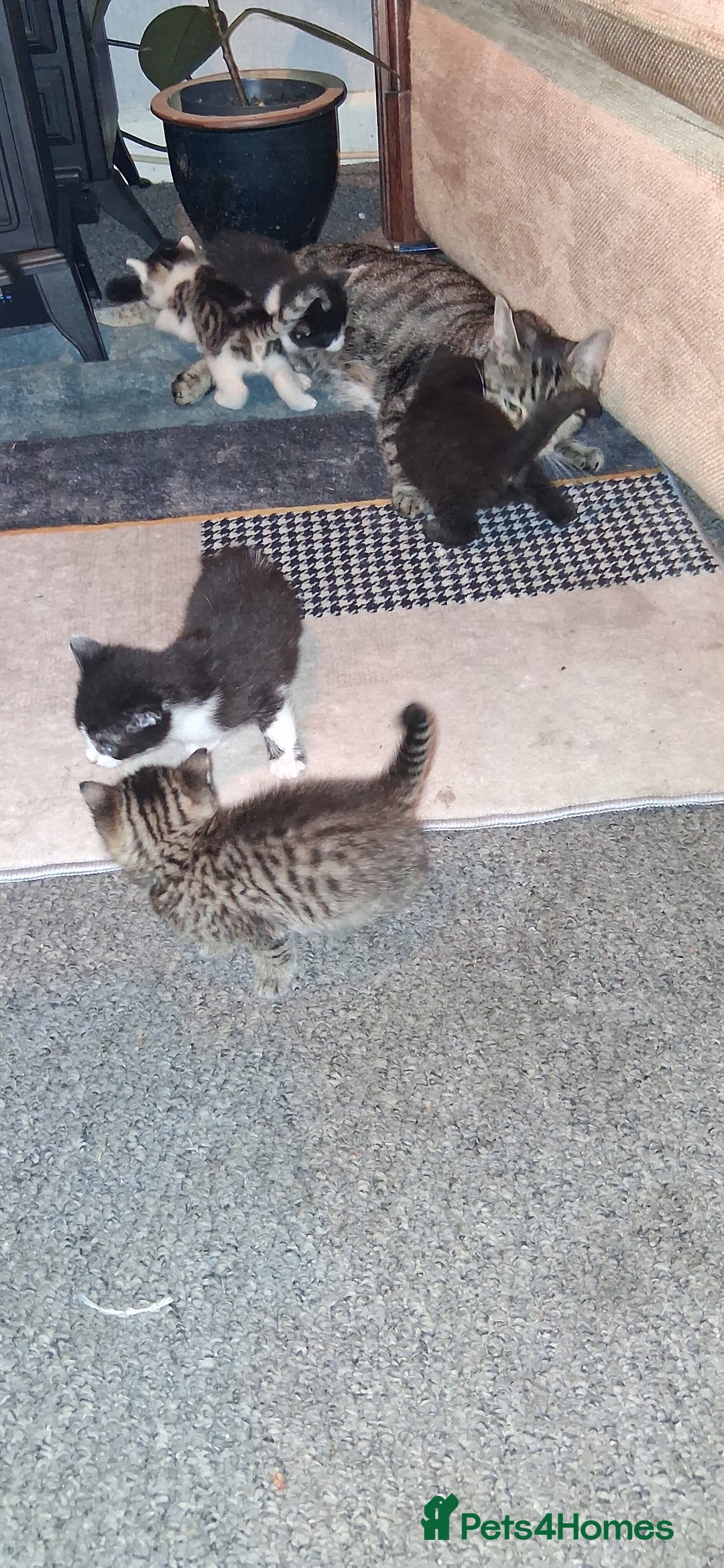 British Shorthair cats for sale: Gorgeous must have kittens  - Image 2