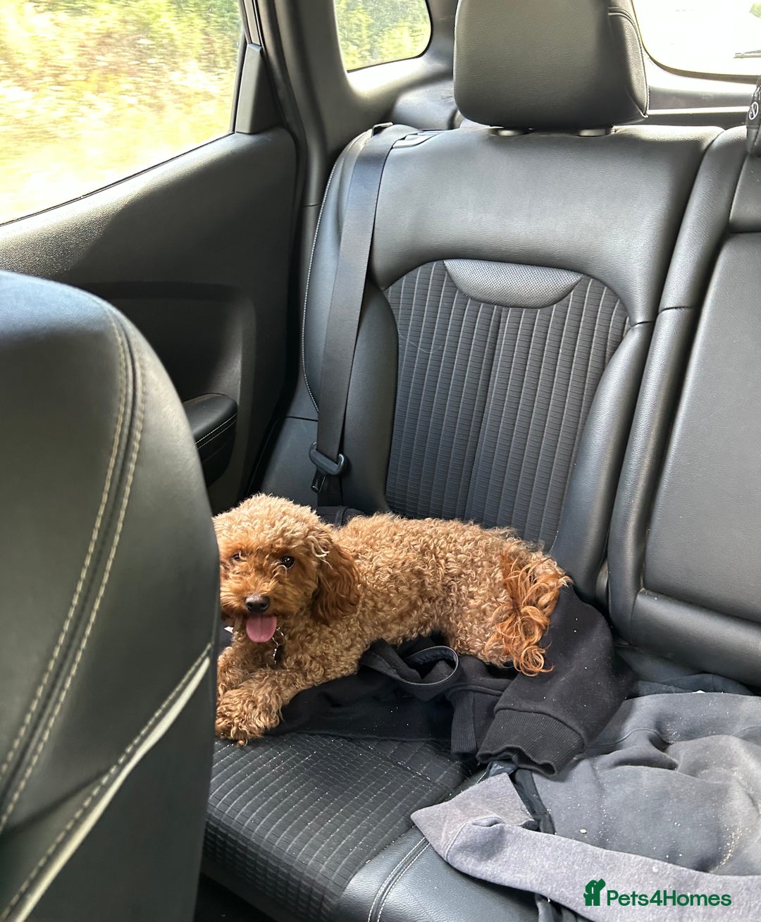 Cavapoo dogs for sale: Gorgeous black toy cavapoo puppy - Advert 7