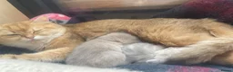 Scottish Fold cats for sale: Rare smoky blue golden Scottish Fold boys - Advert 5