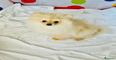 Pomeranian dogs - Advert 6