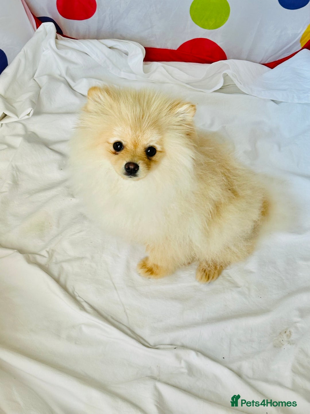 Pomeranian dogs for sale: Lovely Pomeranian puppies  - Image 3