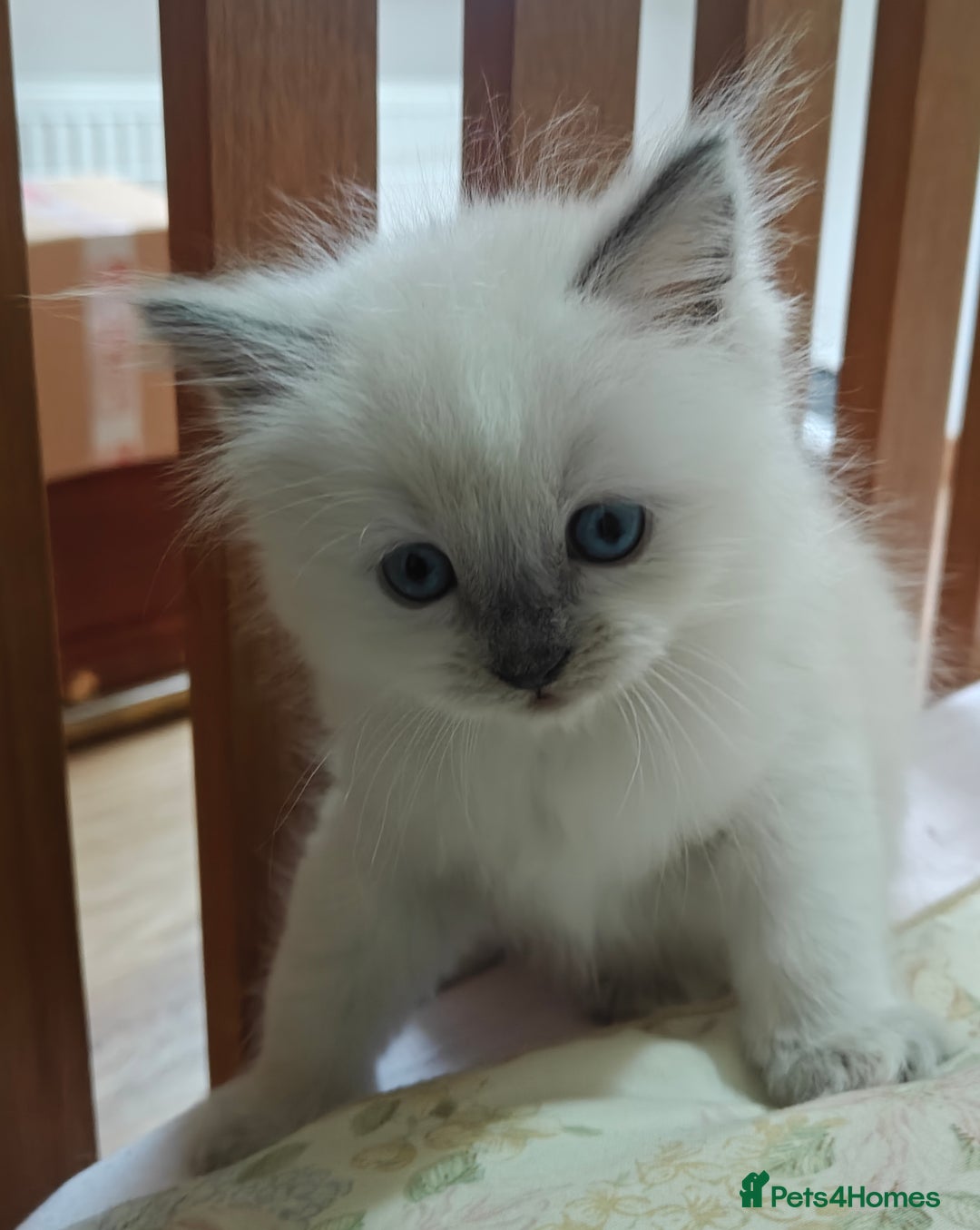 Ragdoll cats for sale: GCCF Ragdoll girls - Advert 1
