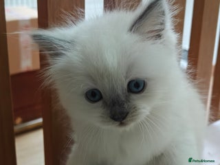 Ragdoll cats GCCF Ragdoll girls - Advert 4