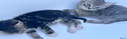 Domestic Shorthair cats for sale: Kitten domestic shorthair, tabby pattern  - Advert 11