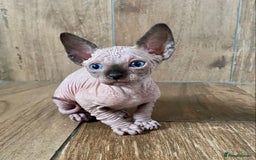 Sphynx cats for sale: Kittens sphinx Canadian girl blue eyes  - Image 7