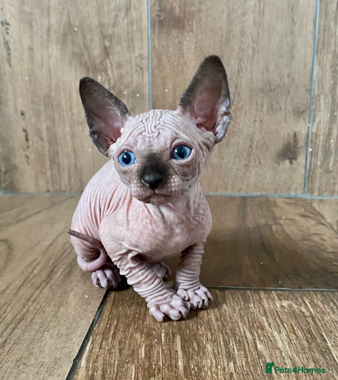Sphynx cats for sale: Kittens sphinx Canadian girl blue eyes  - Image 7