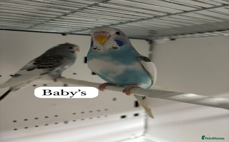 Budgerigars birds - Advert 1