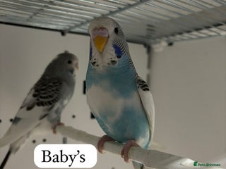 Budgerigars birds - Advert 1