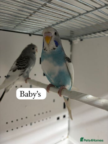 Budgerigars birds - Advert 1