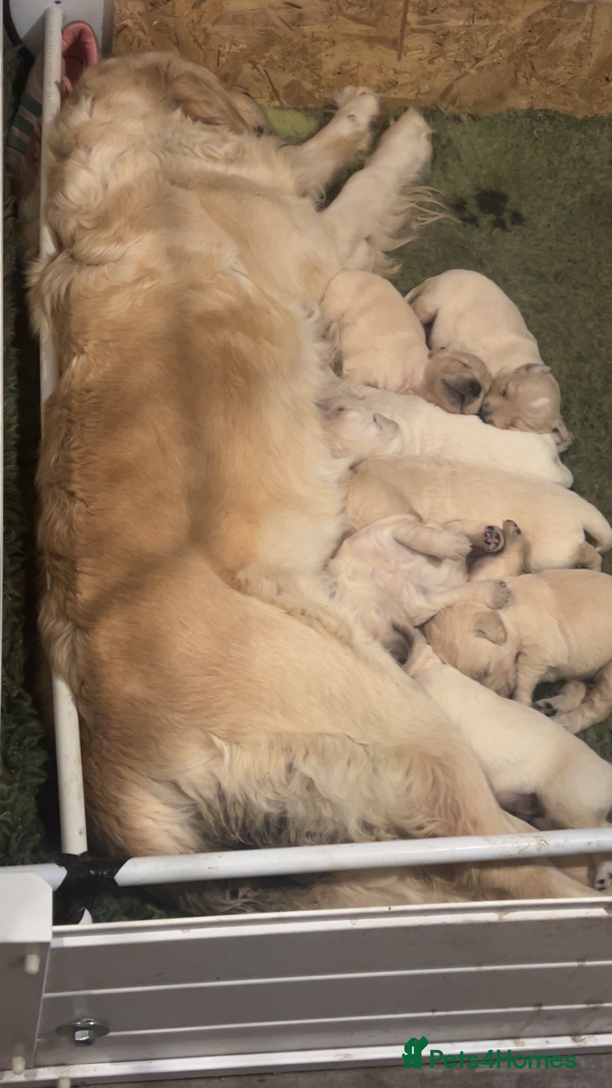 Golden Retriever dogs Gorgeous outstanding puppies  - Advert 1