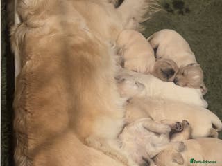 Golden Retriever dogs Gorgeous outstanding puppies - Advert 2