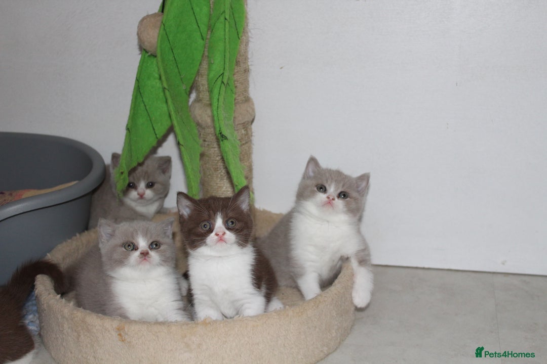 British Shorthair cats for sale: Champion Parents - Bi Colour  British Shorthair  - Image 8