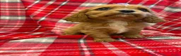Cavalier King Charles Spaniel dogs for sale: Beautiful Cavalier King Charles babies ❤️ - Advert 5
