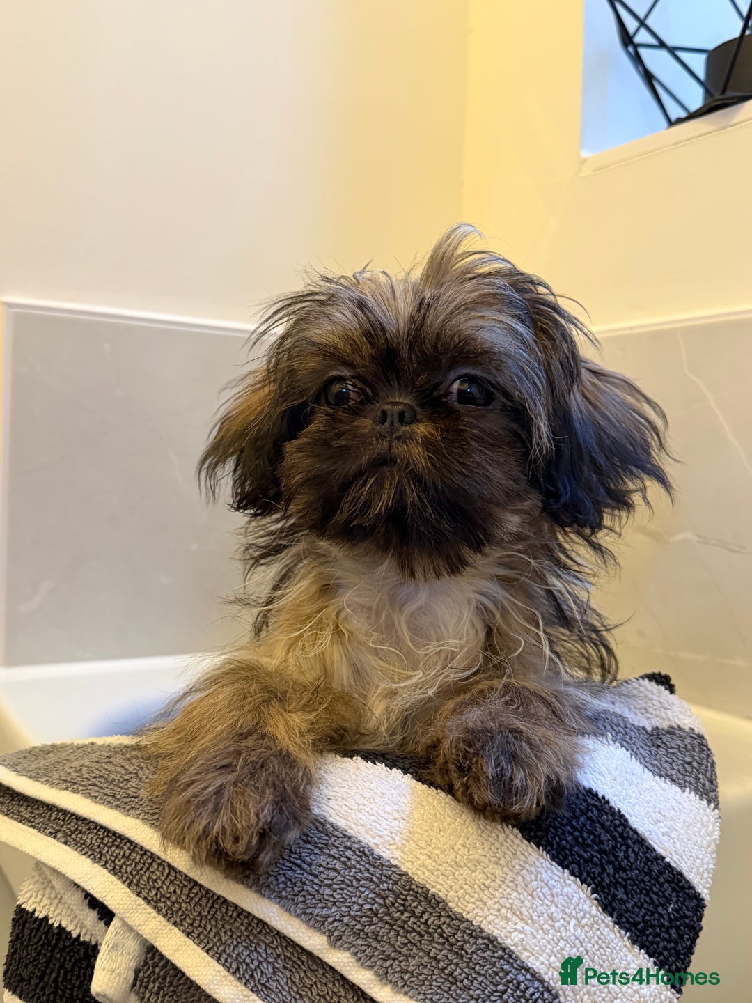 Shih Tzu dogs for sale: 2 x  Imperial Shihtzu - Advert 11