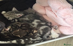 Mixed Breed cats for sale: Female cat - Image 6