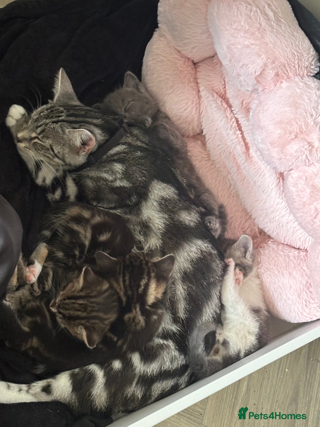 Mixed Breed cats for sale: Female cat - Image 6