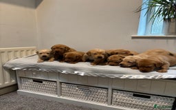 Labrador Retriever dogs for sale: Beautiful fox red puppies  - Image 36