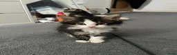 British Longhair cats for sale: 2 British longhair kittens for sale  - Advert 5