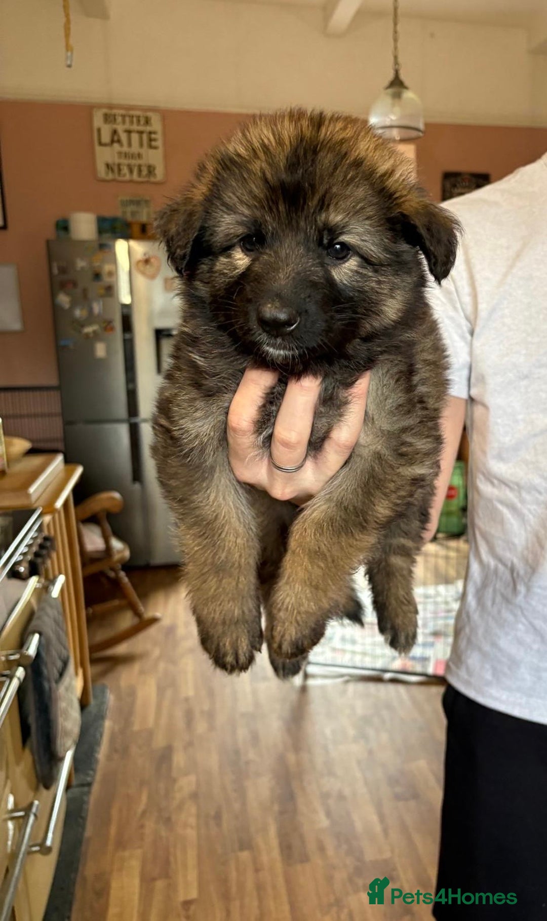 German Shepherd dogs for sale: 8 beautiful long haired German shepherd puppies  - Image 35