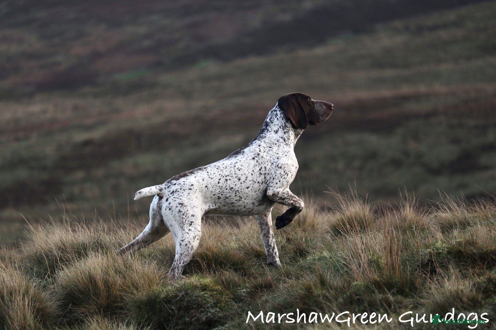 German Shorthaired Pointer dogs Outstanding example of a working Gsp in Lancaster - Advert 3