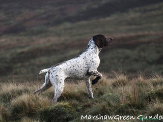 German Shorthaired Pointer dogs in Lancaster - Advert 1