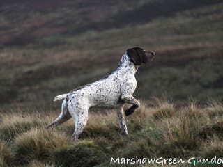 German Shorthaired Pointer dogs Outstanding example of a working Gsp in Lancaster - Advert 8