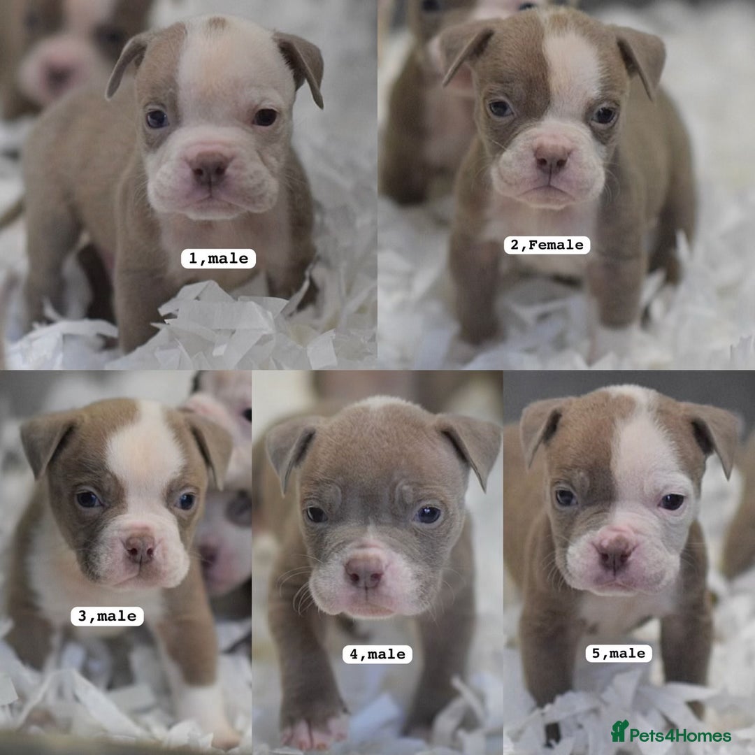 Olde English Bulldogge dogs for sale: COUNCIL APPROVED⭐️5 RATED. 23 YEARS EXPERIENCE  - Advert 7