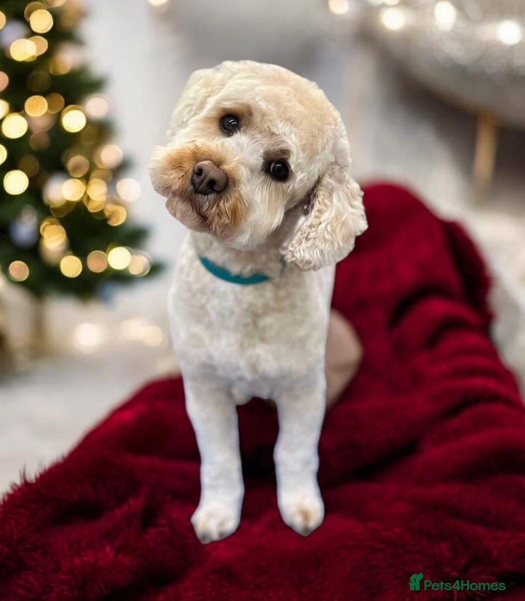 Cavapoo dogs for adoption: GRACIE 5yr old Cavapoo - Image 2