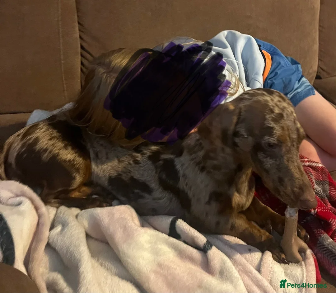 Miniature Dachshund dogs for sale: Miniature dapple dachshund female 12 months old  in Windermere - Advert 2