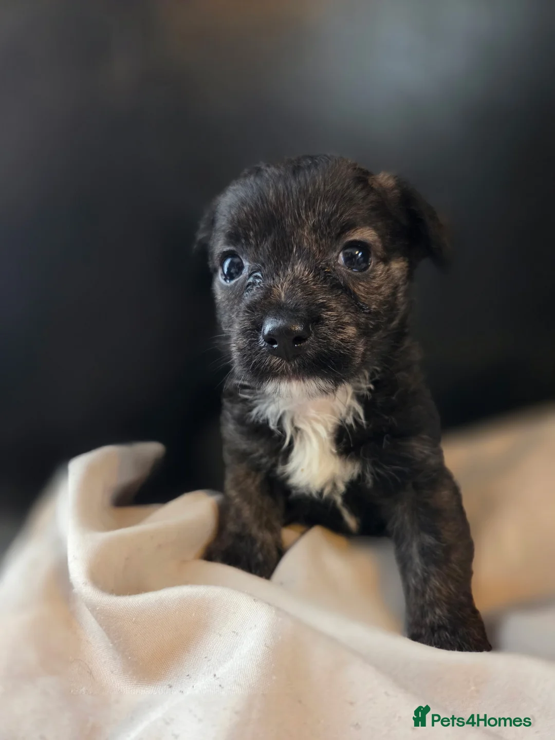 Mixed Breed dogs for sale: West Highland Terrier mixed puppies READY SUNDAY!! - Advert 6