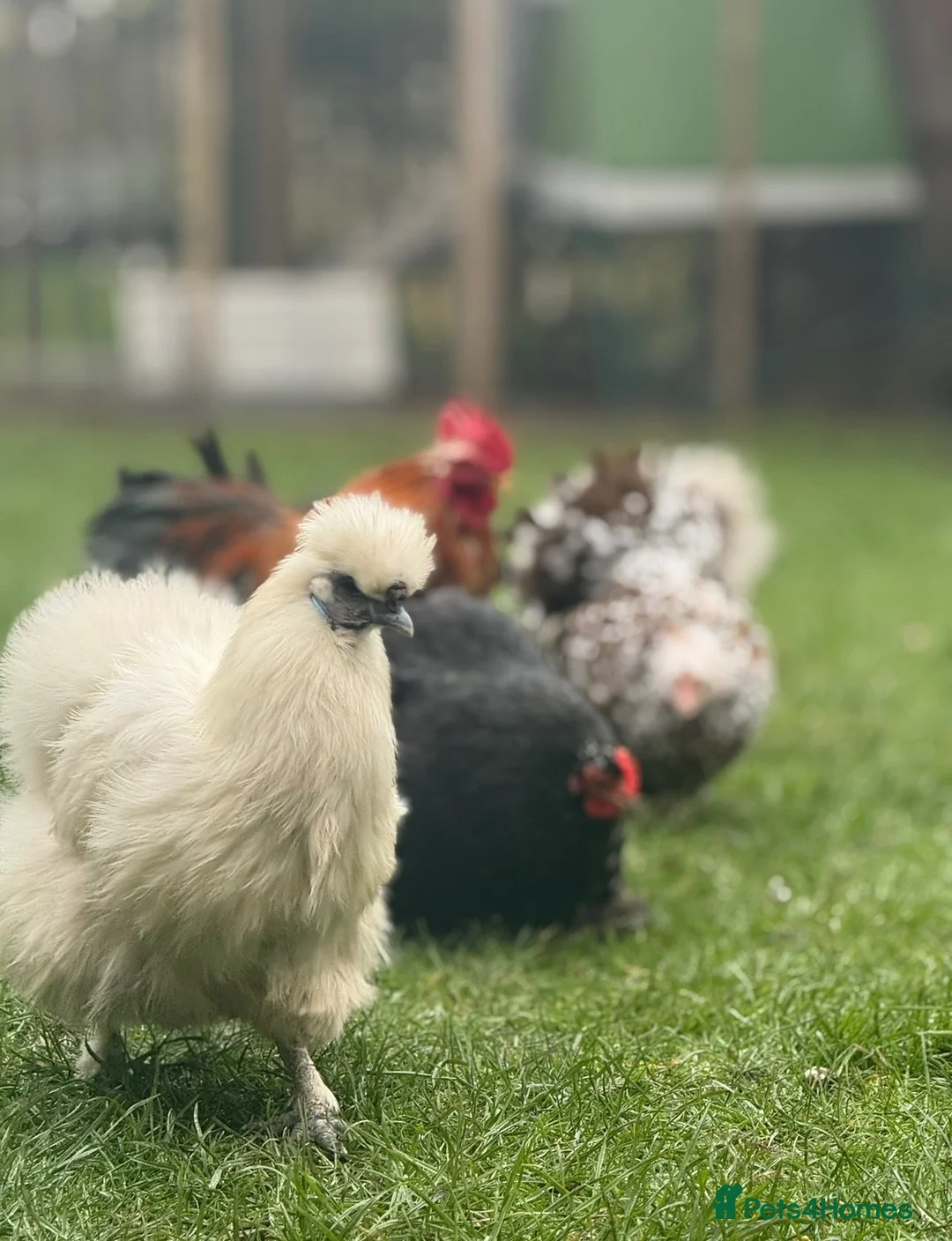 Chickens poultry for sale: Hatching eggs Pekin bantam & silkie  - Advert 2