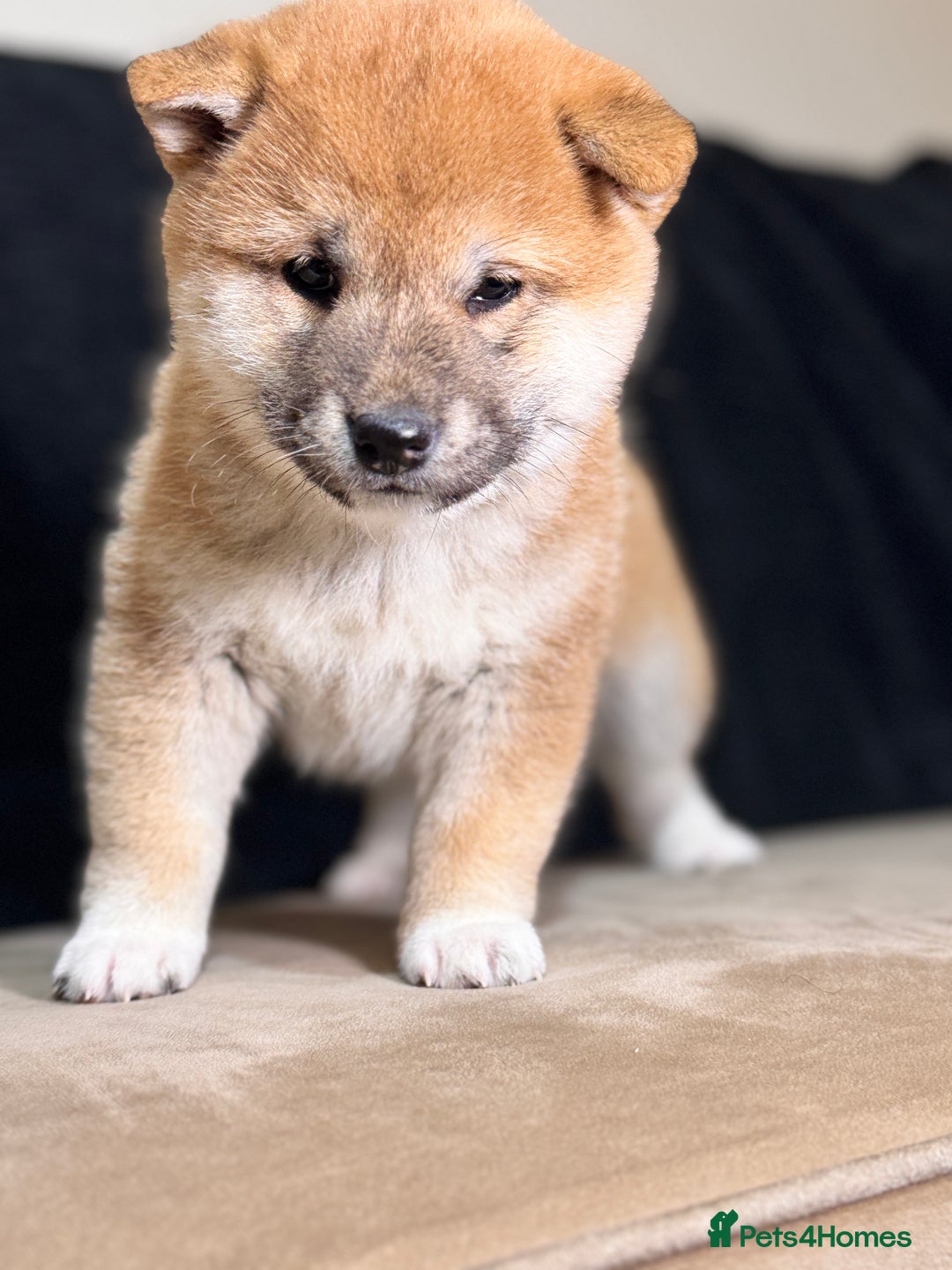 Japanese Shiba Inu dogs for sale: Shiba Inu Puppies  - Advert 11
