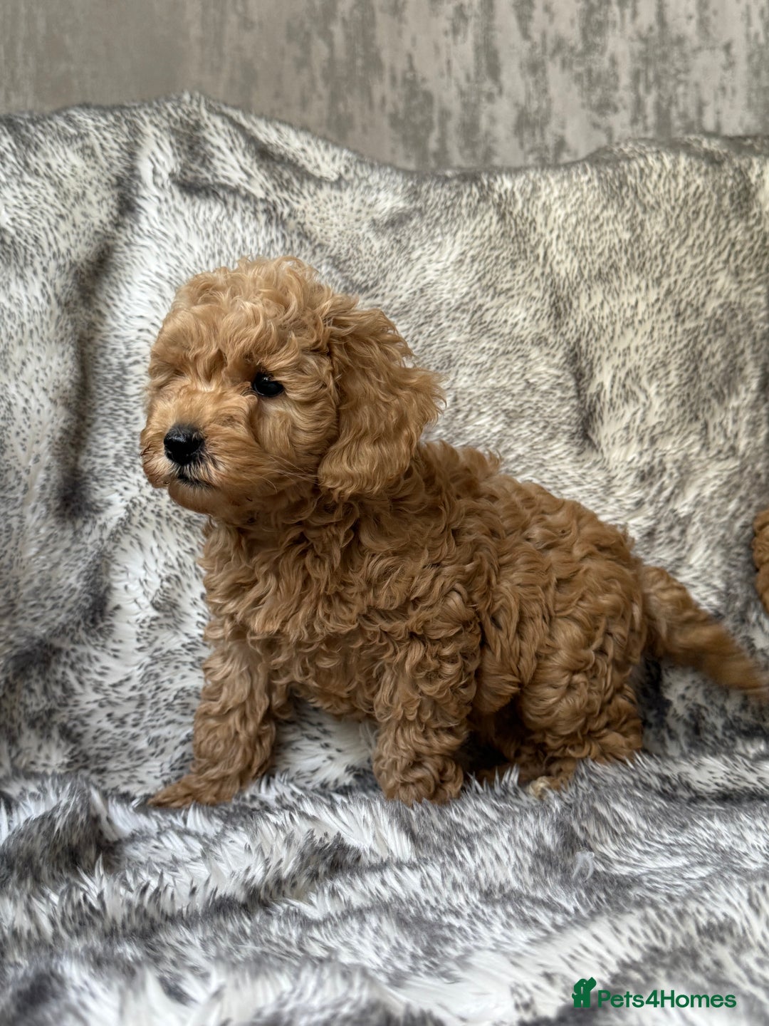 Cockapoo dogs for sale: ⭐️Cockapoo puppies F1b⭐️ - Image 5